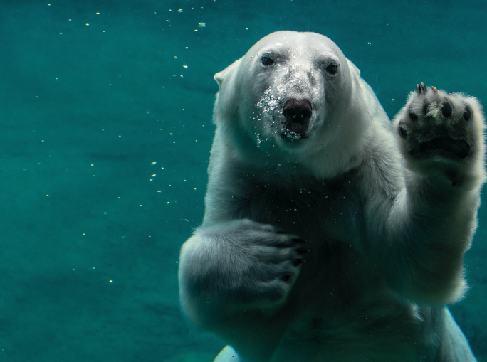 Biodiversità, la grande sfida del 2022. Quale lezione per politica e imprese?