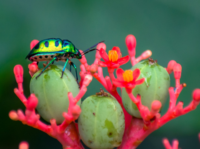 Lambertini del WWF: attenzione massima sui negoziati per la biodiversità