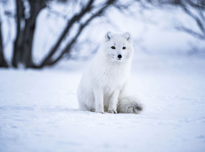 Biodiversità, i target UE per il Quadro globale Kunming-Montreal
