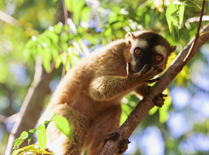 Biodiversità, solo la metà dei paesi rispetta la scadenza dei rapporti nazionali