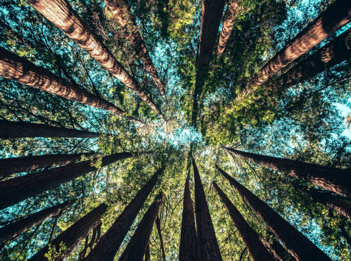 Transizione energetica ed ecologica vanno di pari passo con E.ON