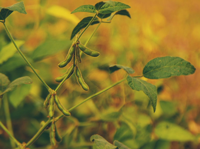 Brasile, le multinazionali della soia lasciano la Moratoria contro la deforestazione