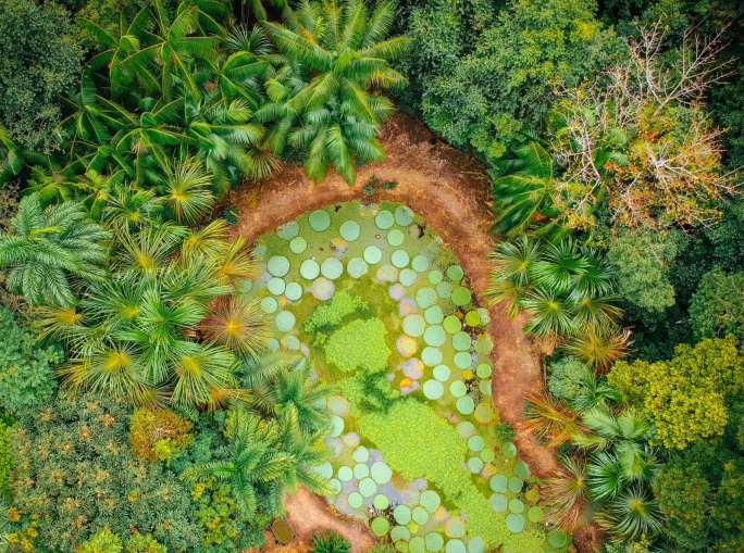 Startup, Restor: mappe aperte per organizzare il ripristino delle foreste