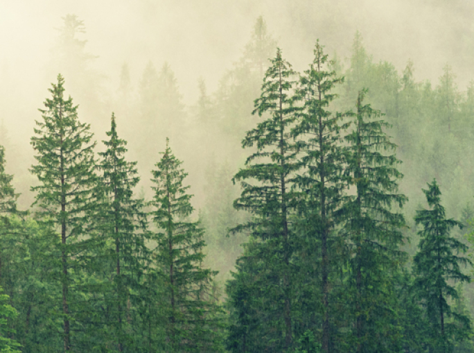 Regeneration: Planting Trees is the Secret Weapon for Reversing the Climate Emergency