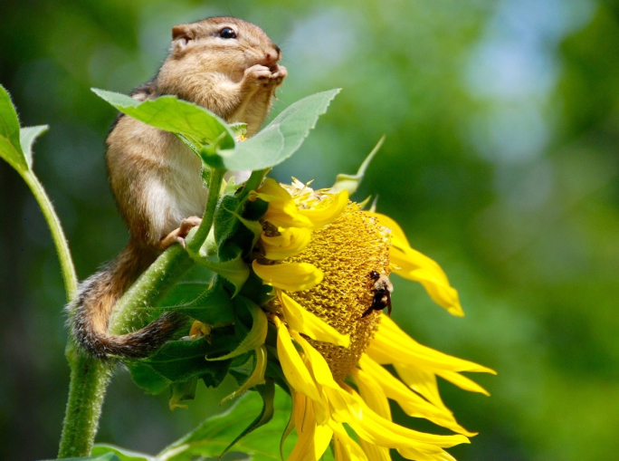 Perché abbiamo bisogno di una strategia nazionale per la biodiversità