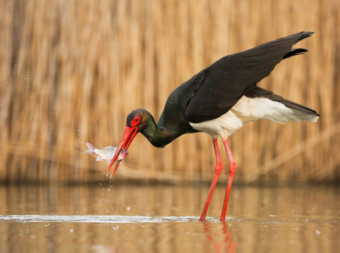 Biodiversità: il Pacchetto Natura rischia di arenarsi