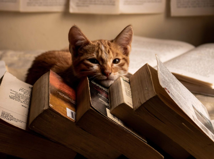 Clima, oceani, diritti e futuro: 12 novità in libreria a febbraio 2026