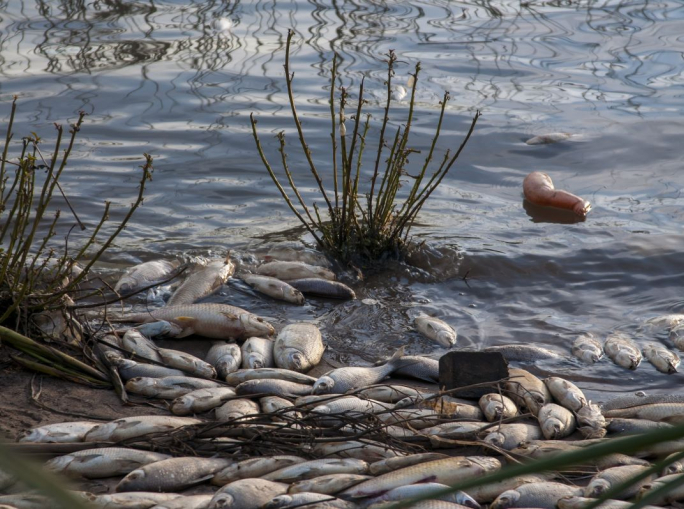 Le temperature bollenti del Mediterraneo minacciano l’industria ittica italiana