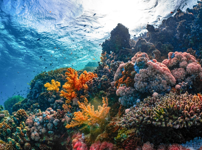 How does climate change affect coral reefs?