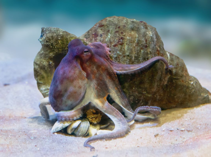 Octopolis, la città sommersa per salvare i polpi