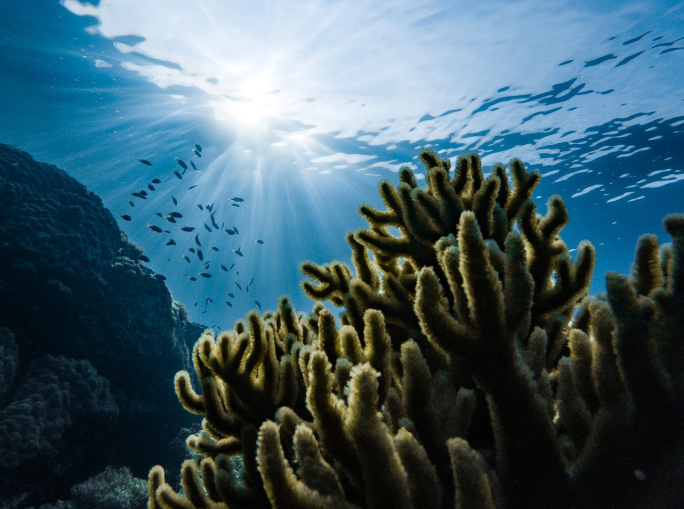 Così il cemento prodotto dalle alghe potrebbe evitare 2 miliardi di tonnellate di CO2