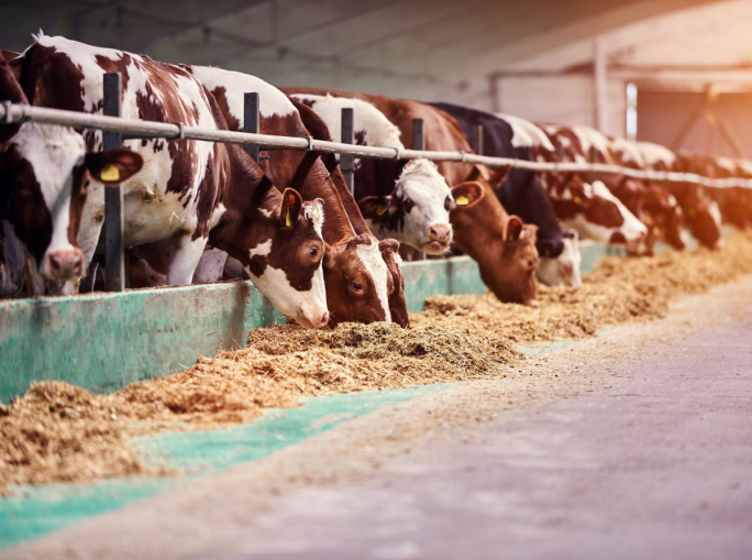 Danimarca, il primo paese al mondo a introdurre una carbon tax sul bestiame