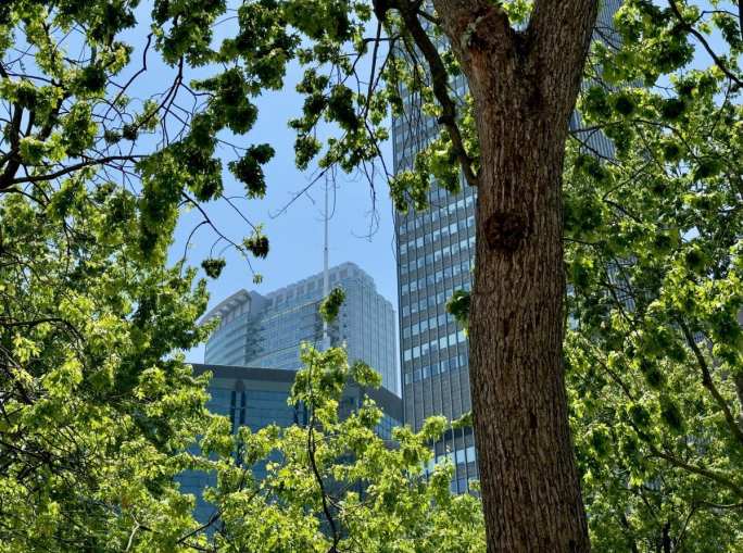 Crediti di biodiversità per il verde urbano: una soluzione alla crisi degli habitat