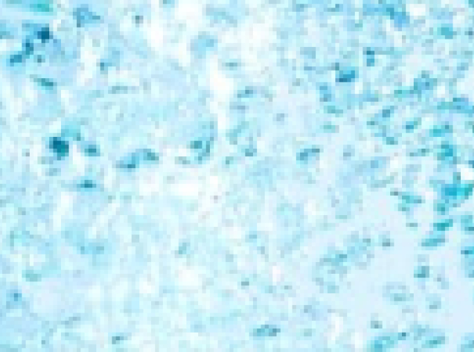 Culligan C&I joins Grundfos: Grundfos Water Treatment Italy is born