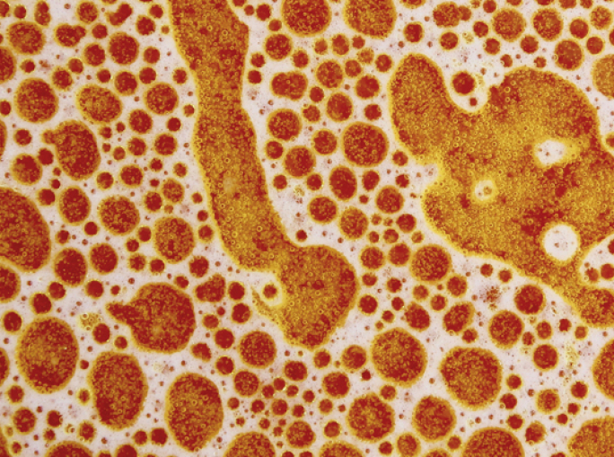 Fermentare per riconnettersi al valore originale del cibo