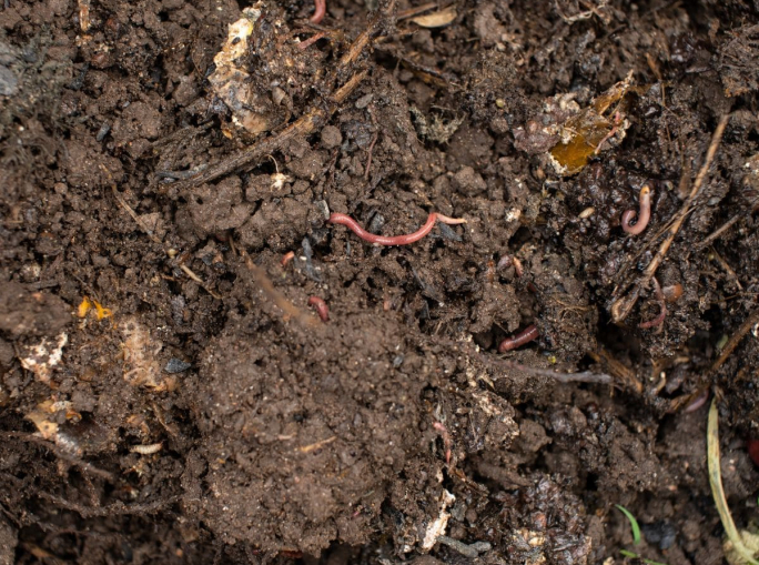 Dalla Cina un nuovo indicatore per valutare la stabilità del carbonio nel suolo