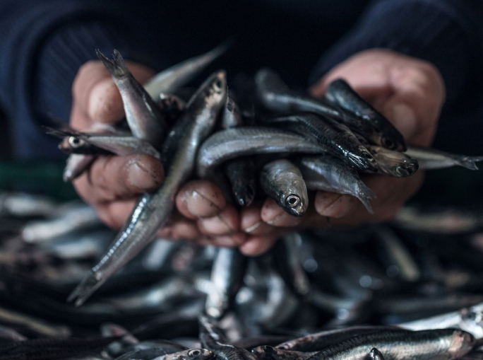 Delicius, the Sustainable Anchovies