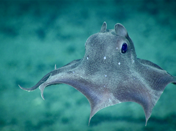 Stop al deep sea mining, per ora