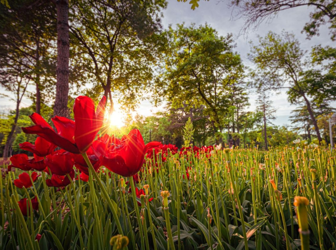 E.ON Italia, bilancio di sostenibilità 2024: Coltivare connessione, rigenerare futuro