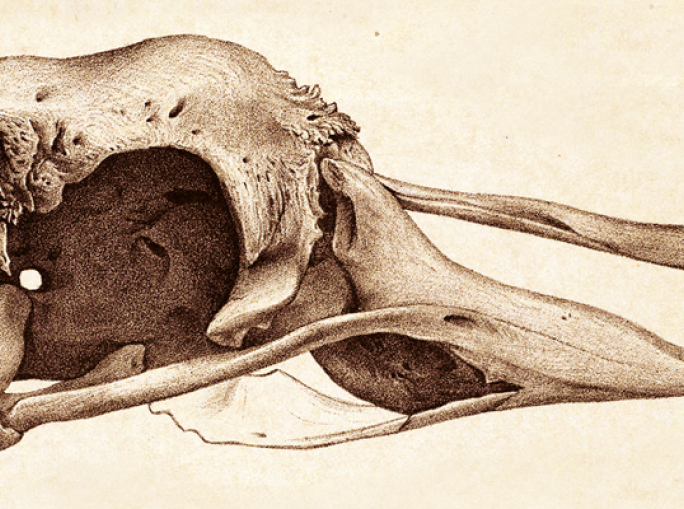 Awakening the Sleeping Giant