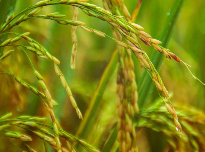 Circular economy of rice: less emissions and more community resilience