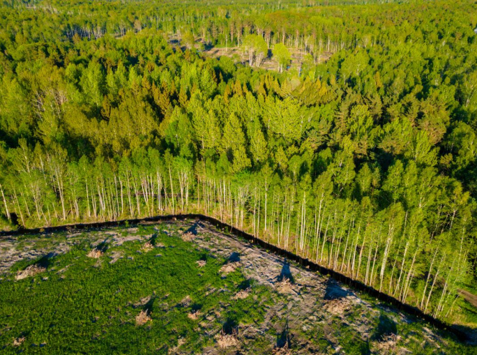 EUDR, l’UE propone un nuovo rinvio della legge anti-deforestazione