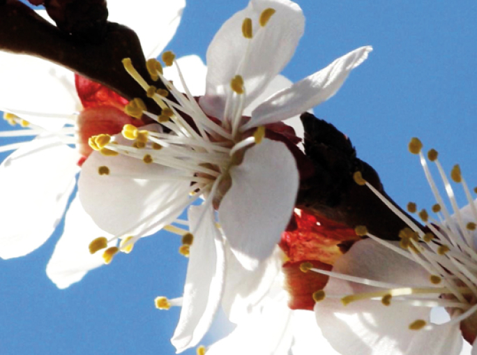 The Double Life of Peach  and Apricot Kernels