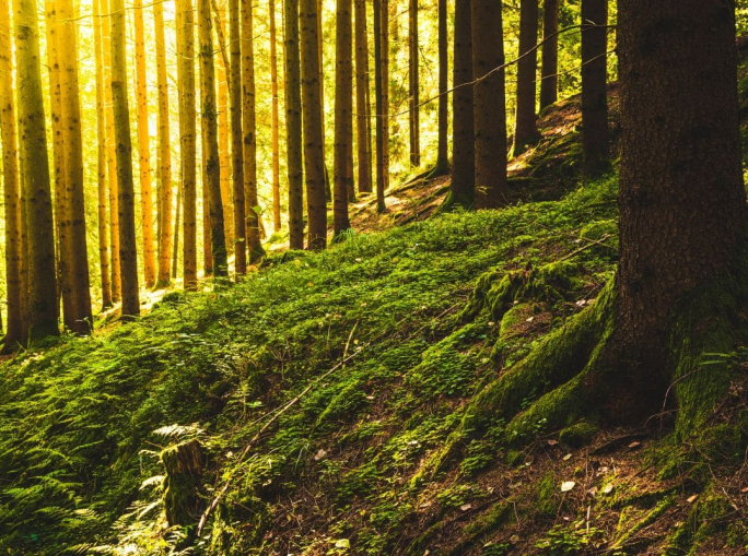 Filiera del legno, un evento sul ruolo delle foreste in Italia