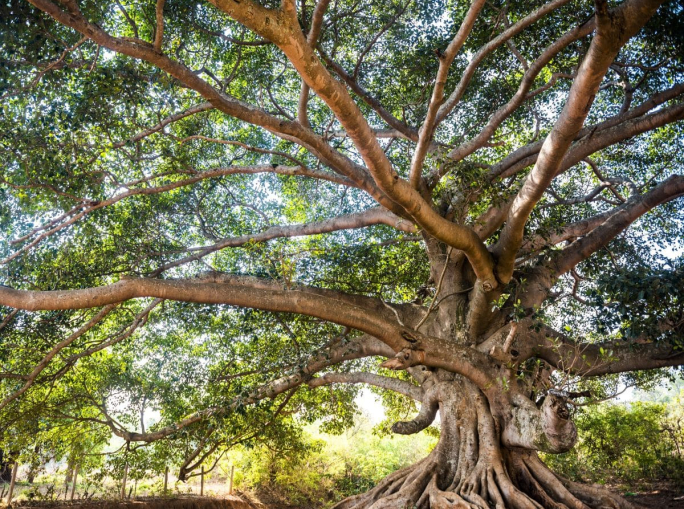 Filiere diverse, più unite: una nuova era per i Consorzi Cobat