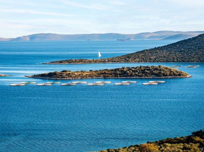 Findus: 100% di prodotti ittici certificati MSC e ASC