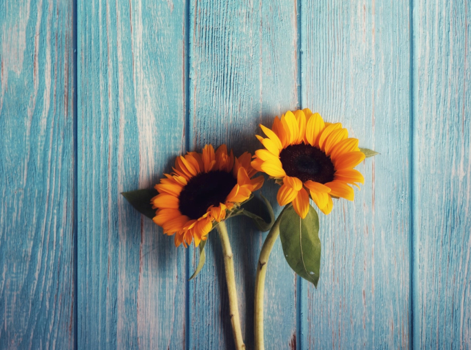 Da Singapore la prima carta ristampabile fatta di polline