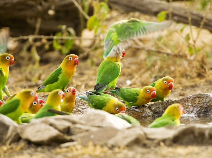 Startup, NatureMetrics: Scalable Biodiversity Metrics Powered by e-DNA