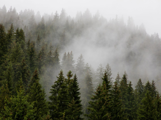 Compensazioni di carbonio: rivolta interna alla SBTi, tra gli enti certificatori più importanti al mondo