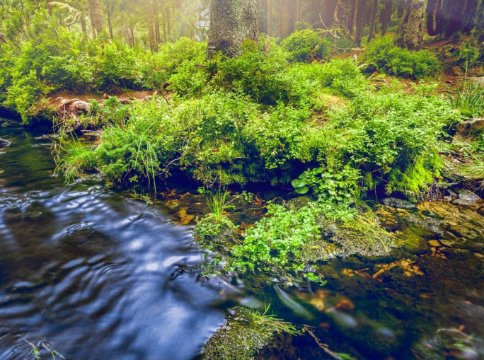 Biodiversità e aziende, standard “GRI 101: Biodiversità 2024” e obblighi CSRD