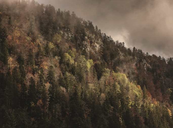Uomini e foreste: tutta questione di scala temporale