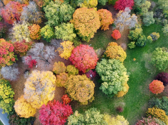 Un anno di Foresta Italia dentro e fuori le città