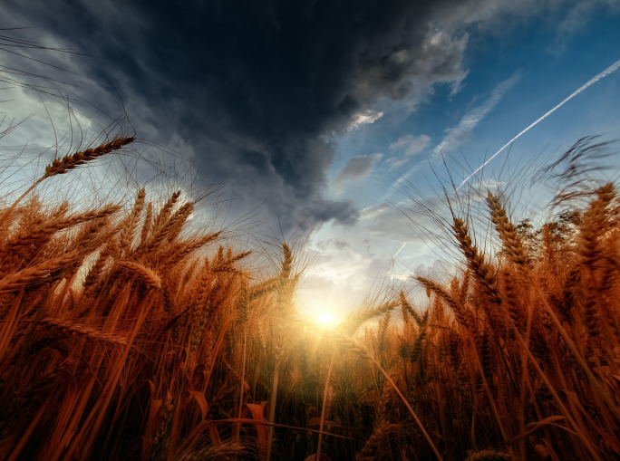 War and the wheat crisis: what are the effects in Europe and the world?