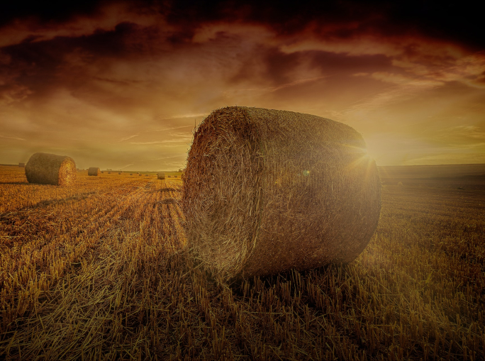 Appello delle Ong all’Europa: basta bruciare cibo per produrre biocarburanti