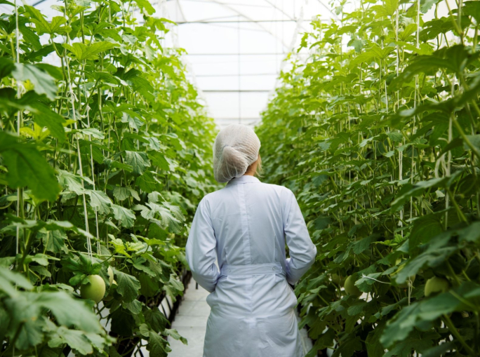 Green jobs, tra mancanza di competenze e gap regionali: il report OCSE