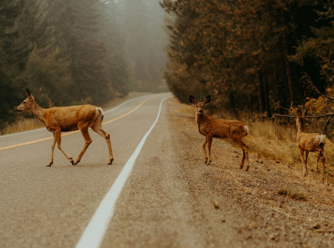 Hillary Rosner, riconnettere umanità e natura in un mondo frammentato