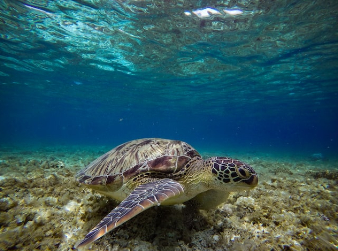 COP15 Biodiversità: IUCN aggiorna la Lista Rossa delle specie a rischio