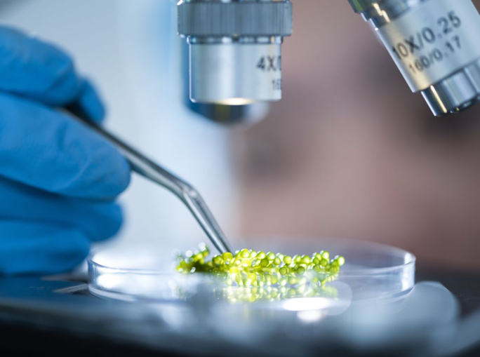 Il biotech italiano cresce in fatturato, aziende e occupazione