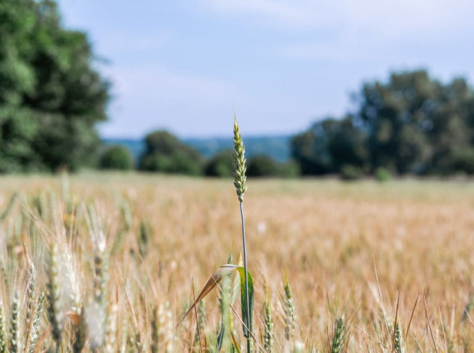 Il cambiamento climatico ha ridotto le rese dei cereali