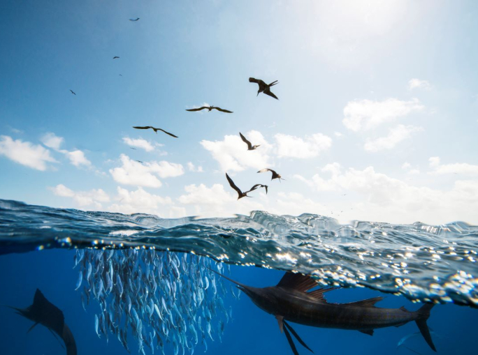 Il mare a Milano: arriva la One Ocean Week 2025