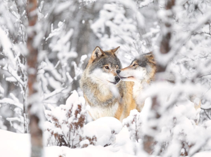 Il Parlamento UE ha deciso di diminuire la protezione del lupo in Europa