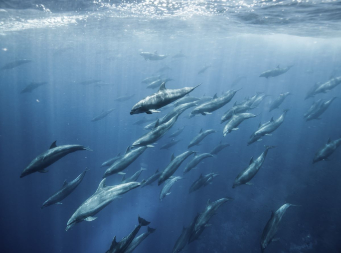 Il Trattato dell’alto mare entra in vigore: è diritto internazionale