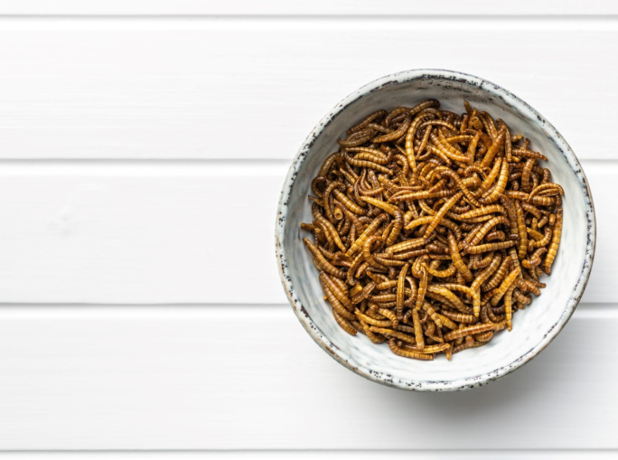 Startup: produzione verticale di proteine da insetti con Tebrito