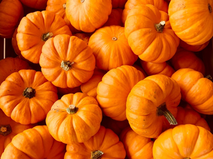 Meno zucche per Halloween: con la crisi climatica produzione italiana in calo del 20%