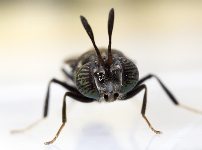 Startup: Automated technologies for the rearing of black soldier fly with Kinsect