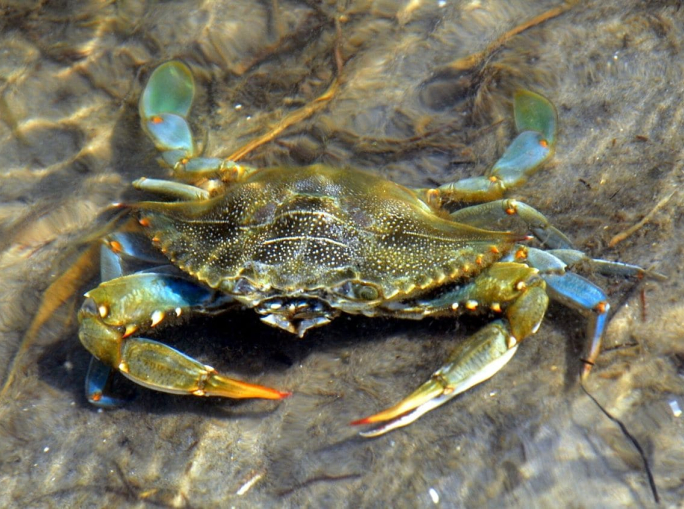 L’invasione del granchio blu mette a rischio biodiversità e pesca del Mediterraneo